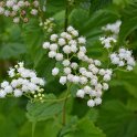 Ageratina altissima var.altissima